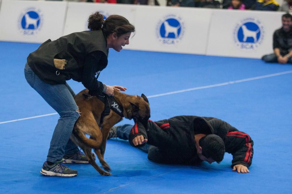 La Mascotada da brillo a Expocachorro