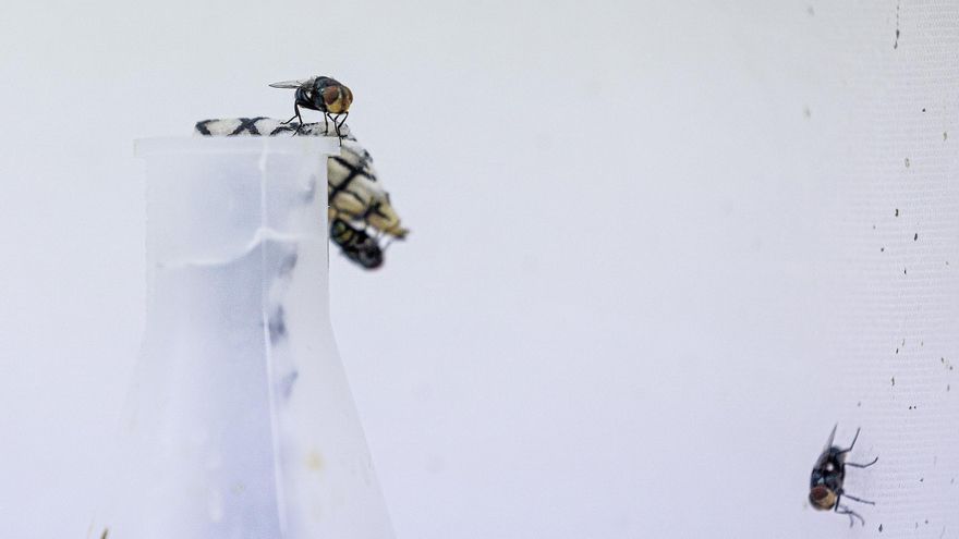 Cuando los insectos son los primeros testigos de la muerte