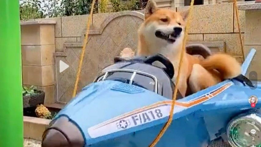 Uno de los perros del señor Zhou, en un coche en miniatura