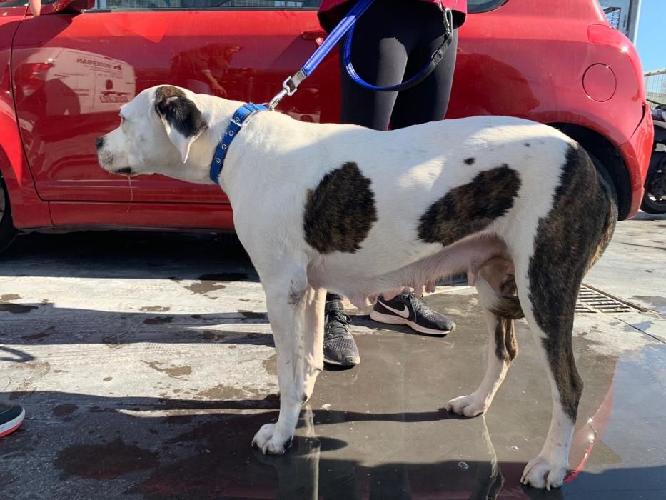 Encuentran en un robo con violencia a varios perros sustraídos