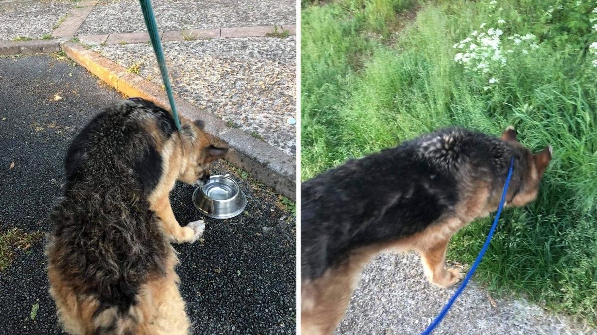 Para que los animales descansaran del viaje se hicieron algunas paradas durante un trayecto que se prolongó 40 horas.