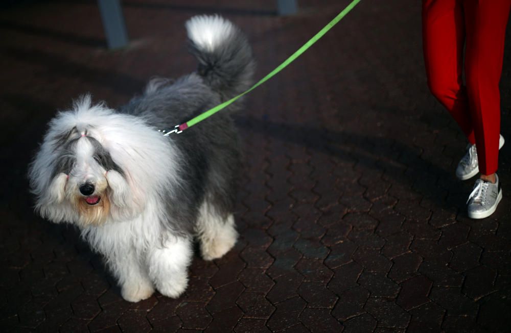 Crufts 2019: L'exhibició de gossos més gran del món