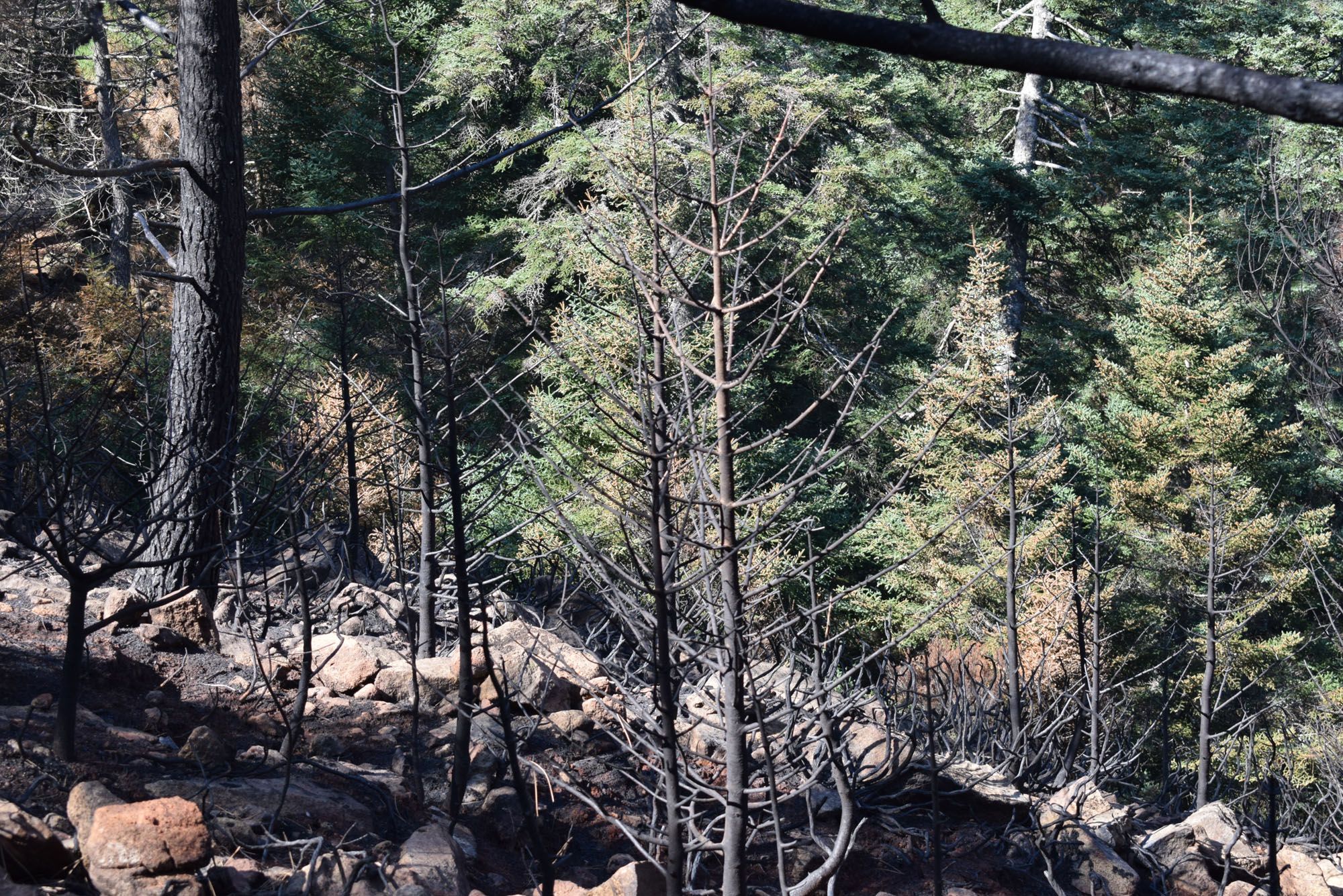 Pinsapos afectados por el incendio de Sierra Bermeja