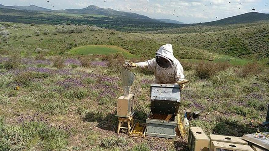 Una jornada aborda la importancia de la miel