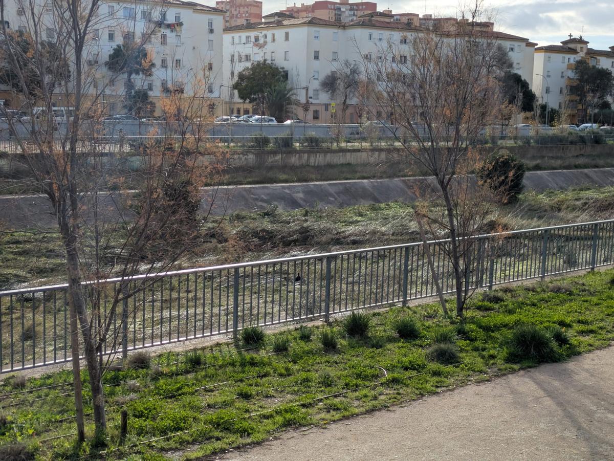 Suciedad en el Río Guadalmedina a su paso por Ciudad Jardín