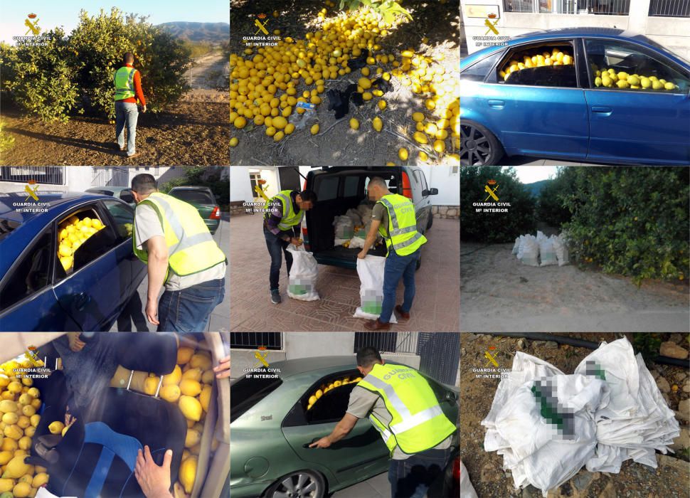 La Guardia Civil ha desmantelado un nutrido grupo delictivo dedicado a la sustracción de cítricos en el Valle del Guadalentín