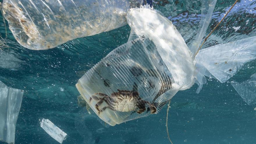 ¿Quines conseqüències té la contaminació per plàstic a l’oceà?