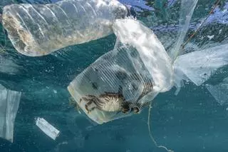 ¿Qué consecuencias tiene la contaminación por plástico en los océanos?