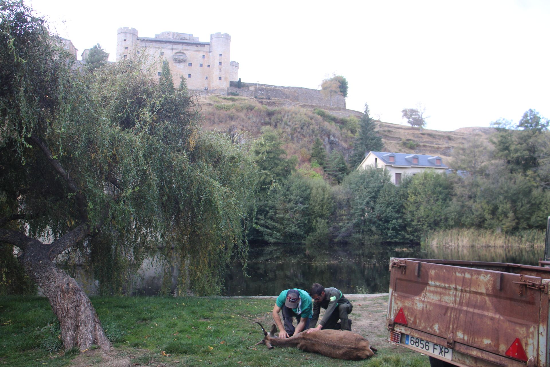 GALERÍA | Rescate de un ciervo enfermo en Puebla