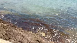 La playa de l’Almadrava de El Campello "estrena" la temporada alta con un vertido de fecales