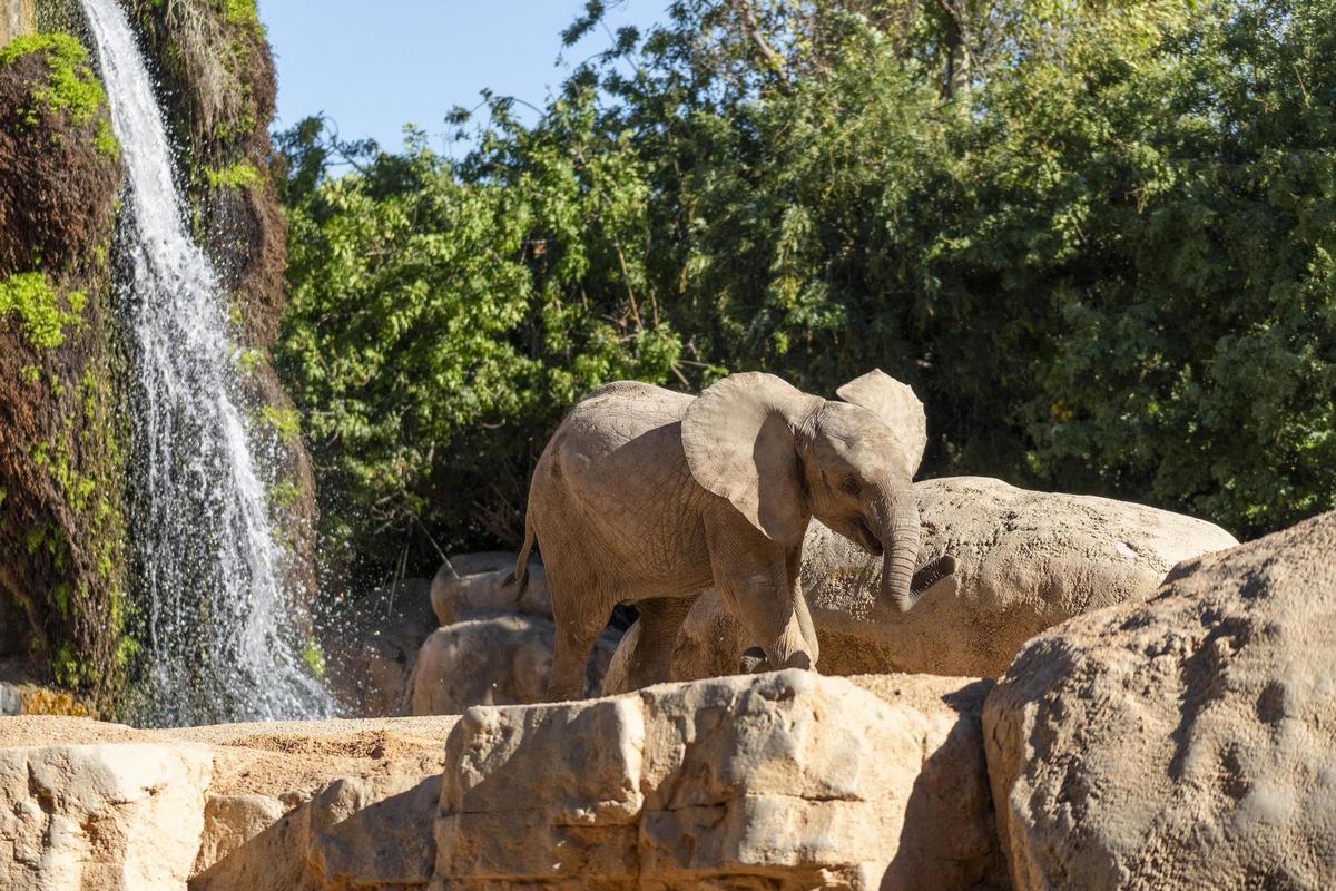 En Bioparc Valencia se puede contemplar una manada de elefantes en directo.