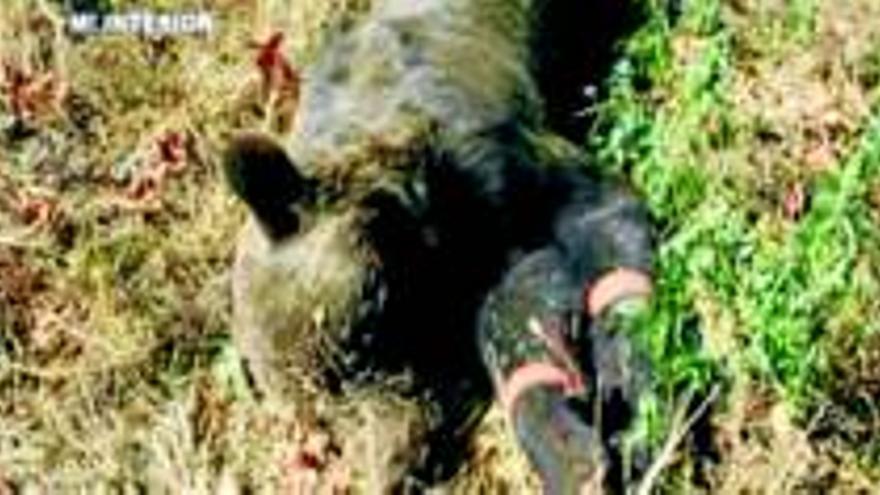 Dos detenidos por matar a un oso