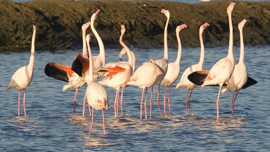 Las Marismas del Odiel ya supera a Doñana como principal área de reproducción de aves acuáticas