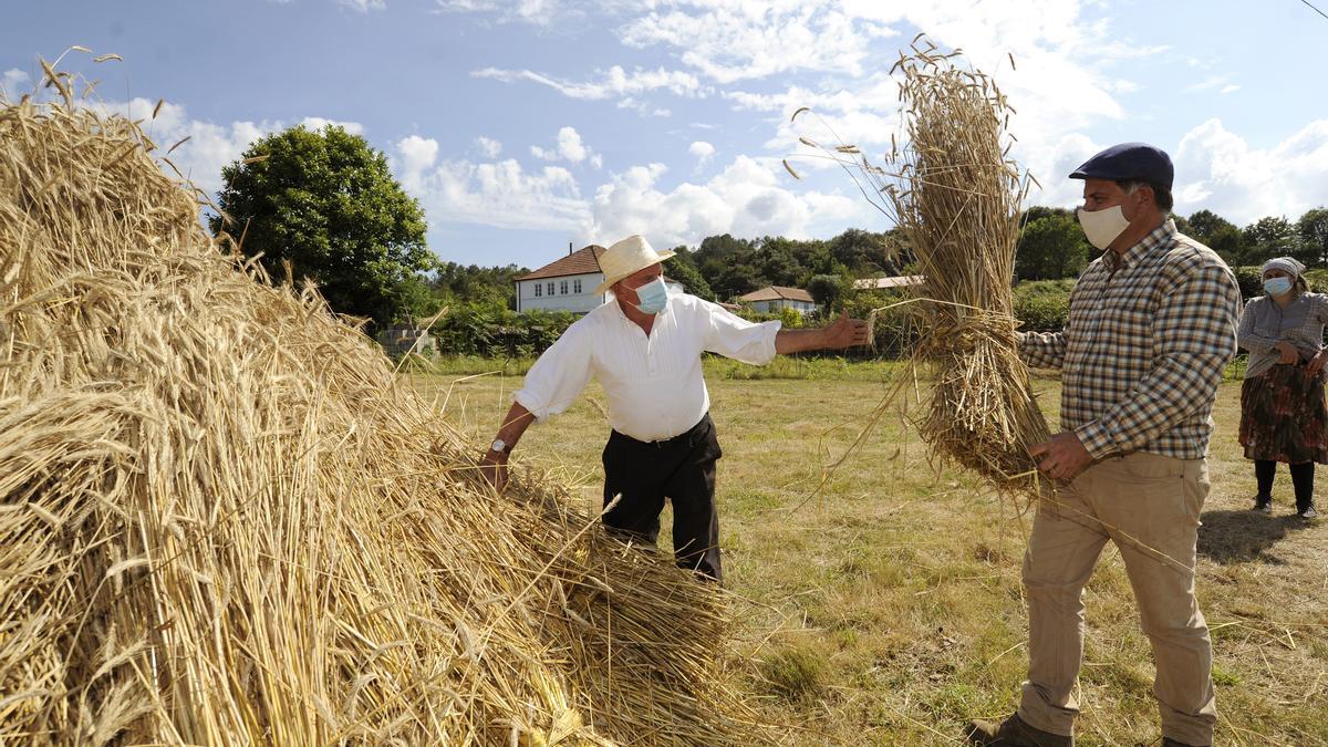 Dous homes fan a meda cos mollos de centeo.// Bernabé/Javier Lalín