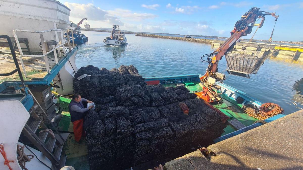 Un bateeiro de Rianxo descargando un barco de Vilaxoán en el muelle de Vilanova, ayer.