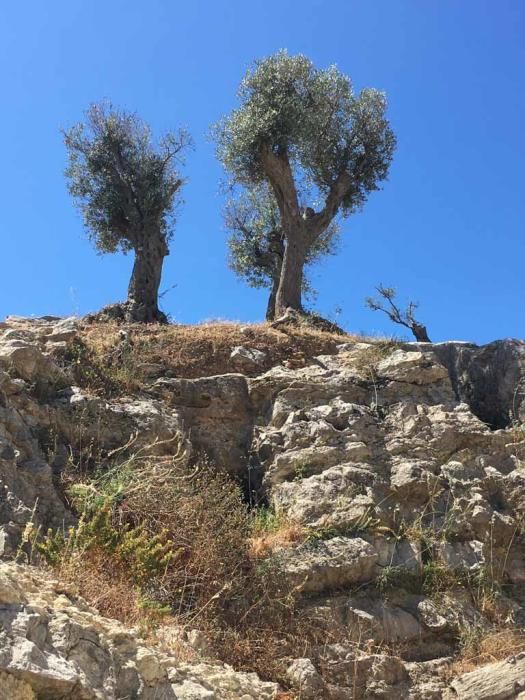 lLos olivos lucen en el recinto como no lo hacían desde hacía décadas