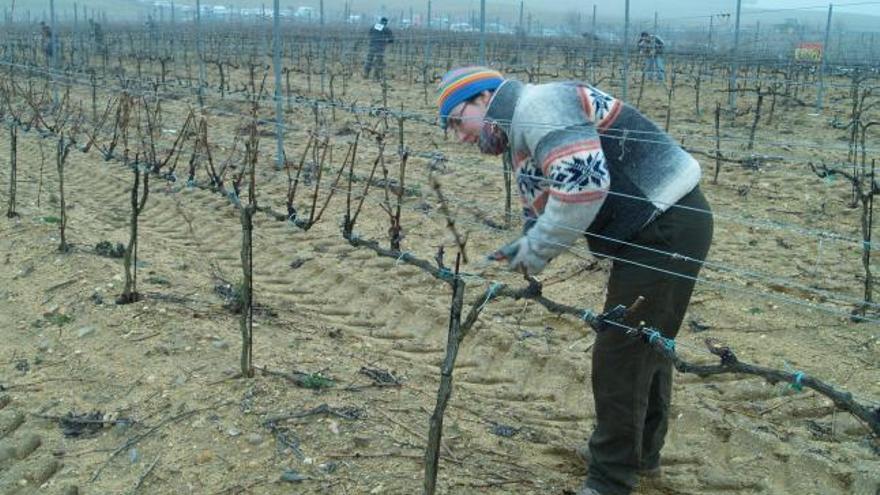 Podadores en un viñedo de la D.O. Toro, donde una hectárea alcanza hasta 20.000 euros.