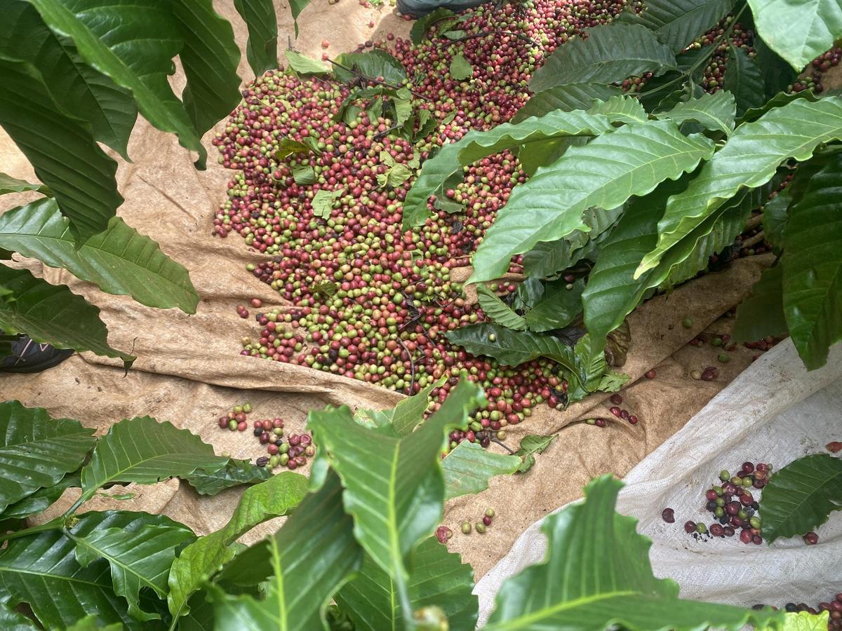 Varios granos de café verde (como se conoce al grano sin tostar) recién extraídos de la planta, en Vietnam