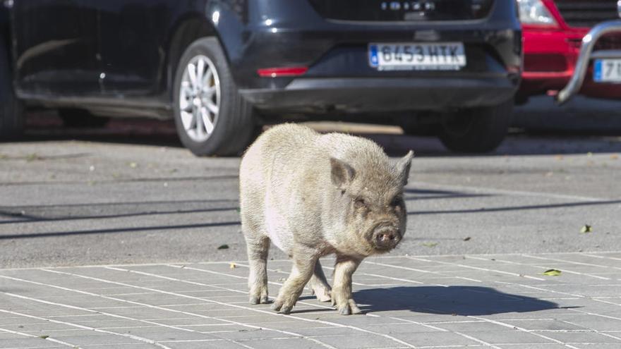 Un cerdo vietnamita ataca a un hombre en el entorno del Cementerio de Alicante