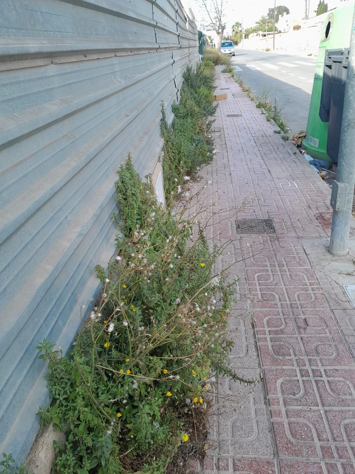 Una jungla sobre el asfalto de Orihuela Costa