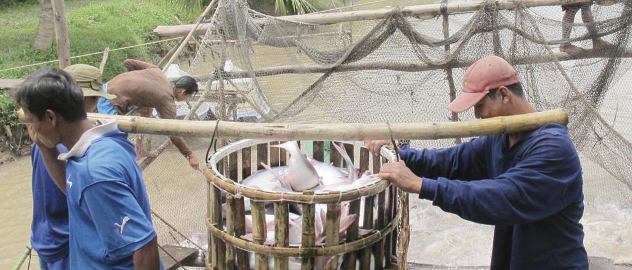 Acuicultores vietnamitas durante la recogida de panga en el río. // Sabine Gisch-Boie / WWF