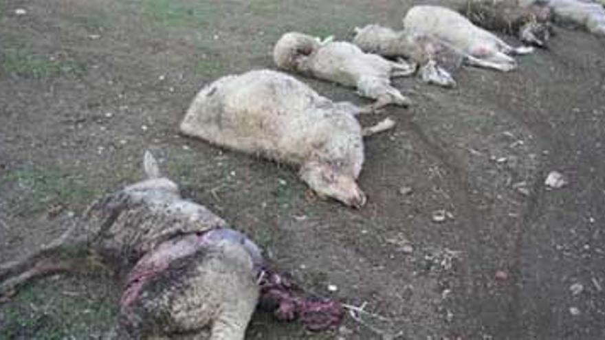 Un perro cimarrón mata a 40 ovejas en Cachorrilla