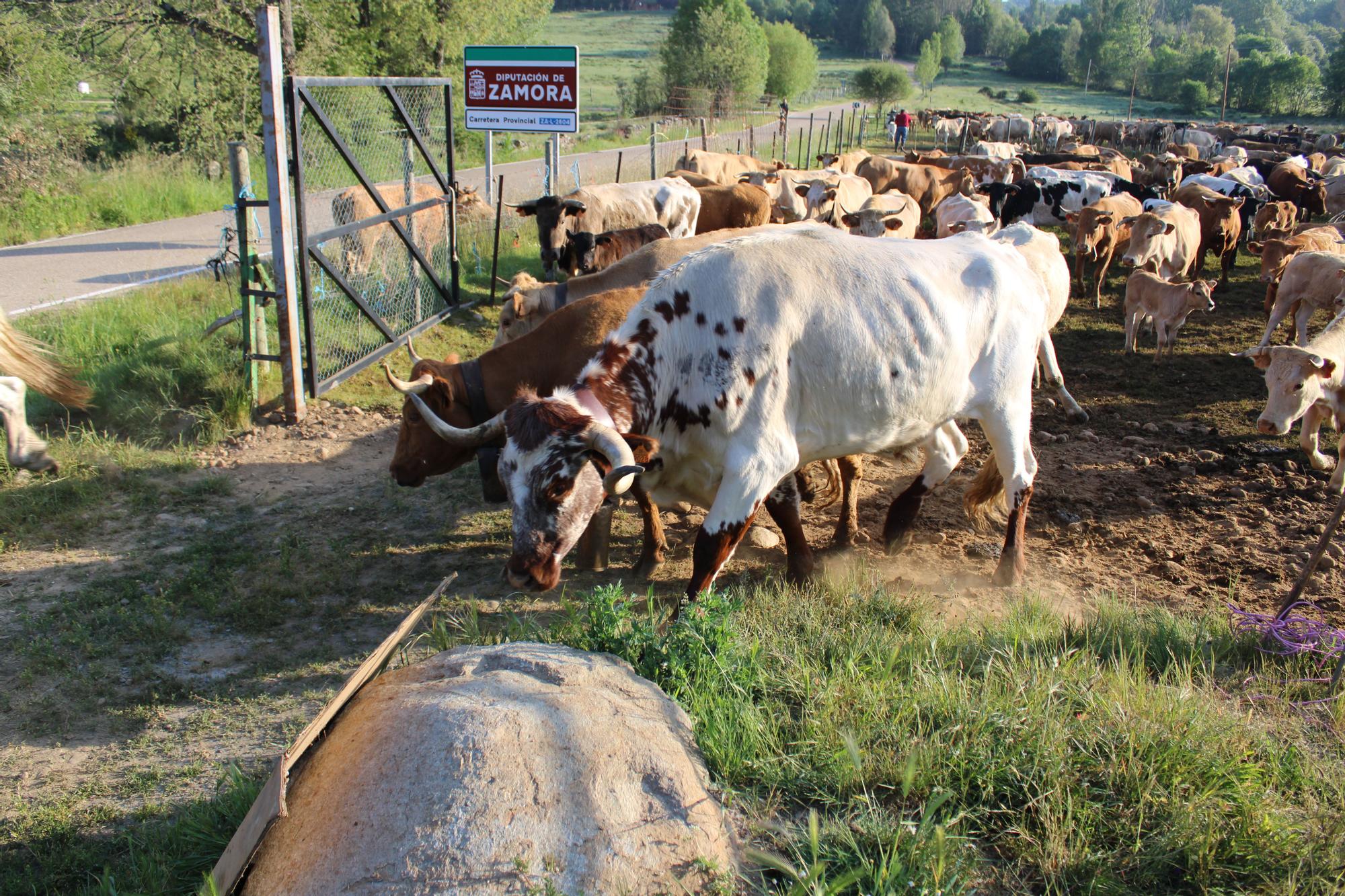 GALERÍA | Las vacas trashumantes mantienen vivo el Cordel Sanabrés