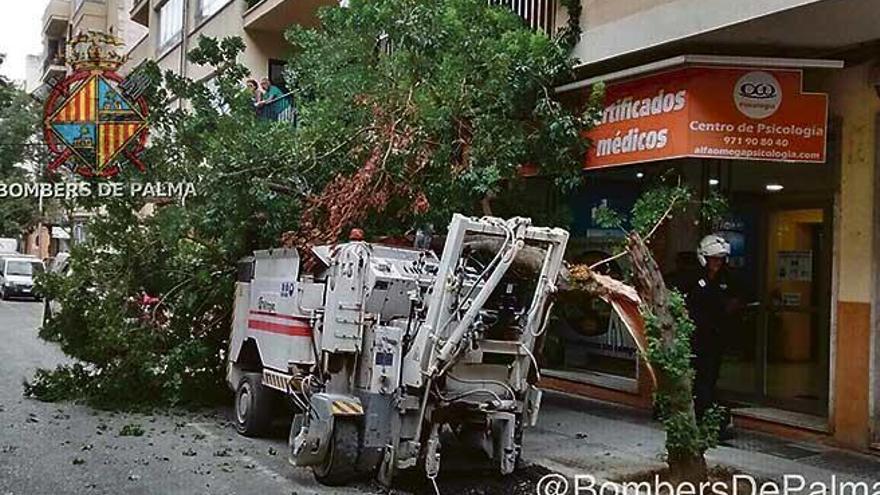 Umstürzender Baum verletzt Bauarbeiter in Palma