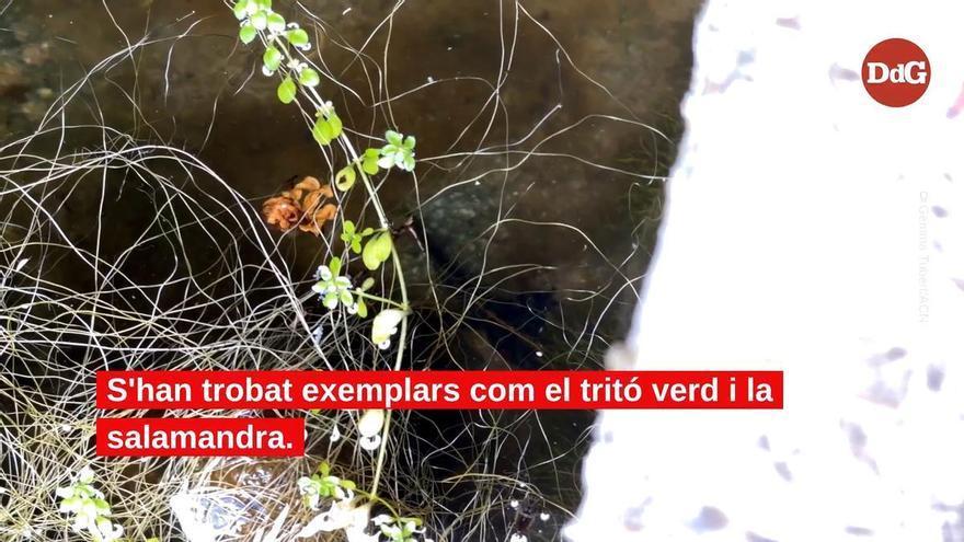 Vídeo: El cap de Creus recupera les vuit espècies d'amfibis documentades al parc gràcies a les pluges d'aquesta primavera