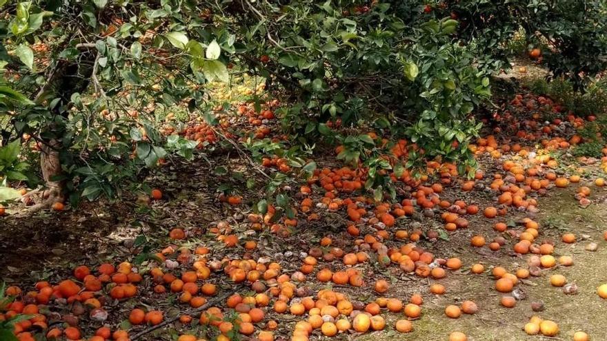 Naranjas caídas al suelo por las lluvias en La Ribera.