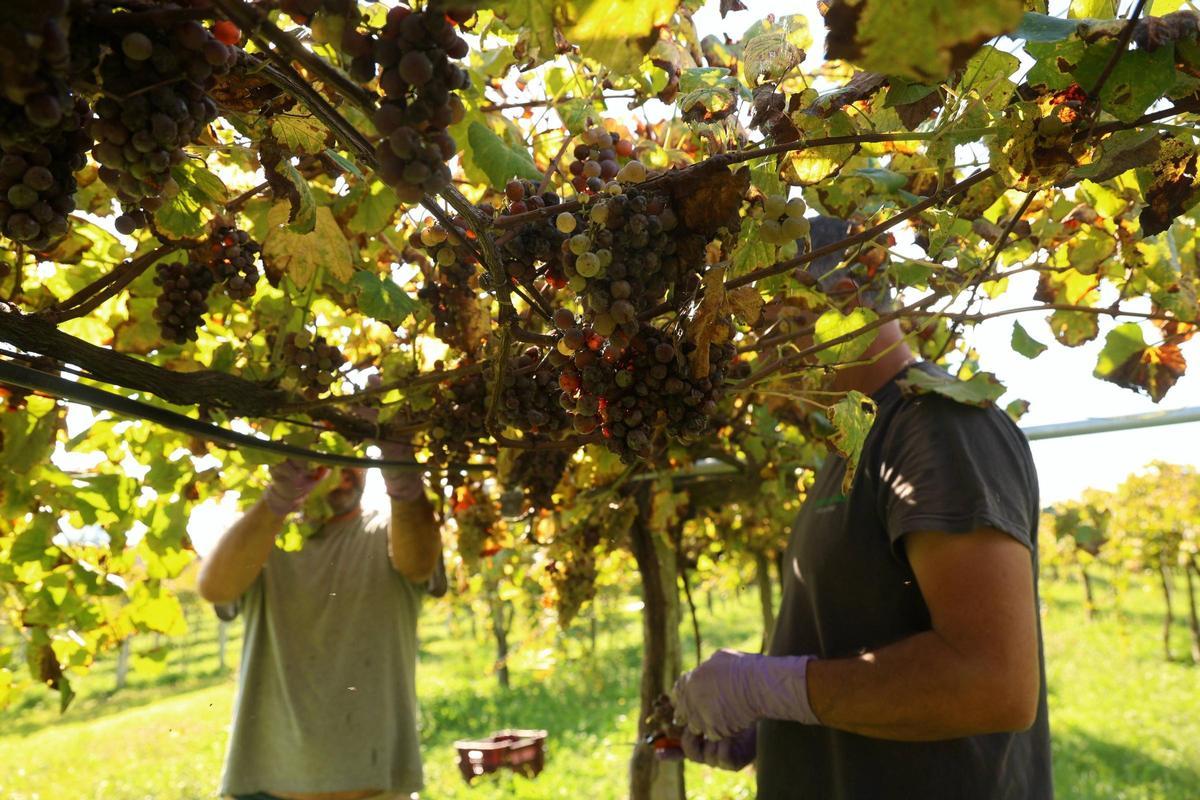 Los viñedos empiezana a mostrar el característico color ocre que anuncia la caída de la hoja.