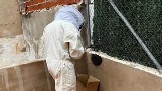 Primera patrulla apicultora de Castellón: Burriana crea una unidad de policía especializada en abejas