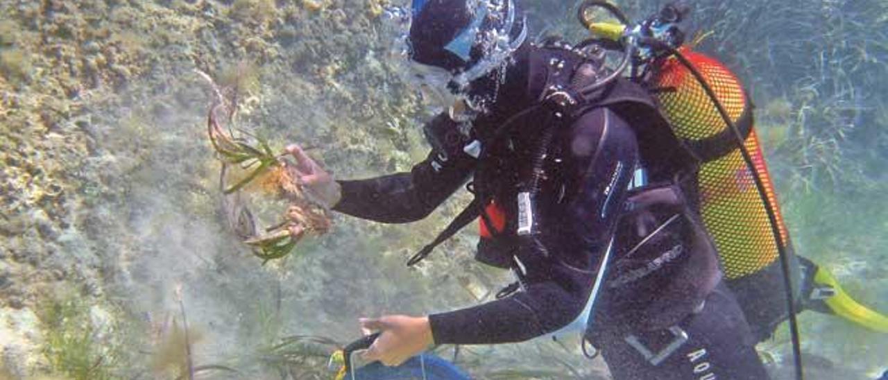 El proyecto busca recuperar y mantener las praderas de posidonia de las islas.