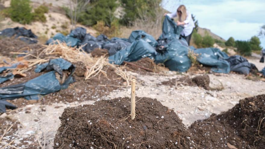 Un vertedero de marihuana junto al polideportivo de Villena