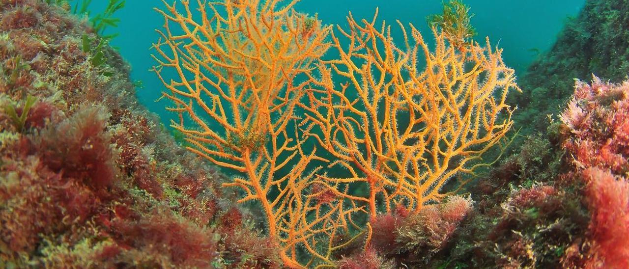 Ejemplar de gorgonia naranja (Leptogorgia sarmentosa) en las aguas de Barcelona.