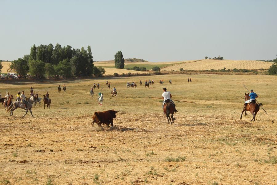 Fiestas en Zamora: Encierro en Argujillo