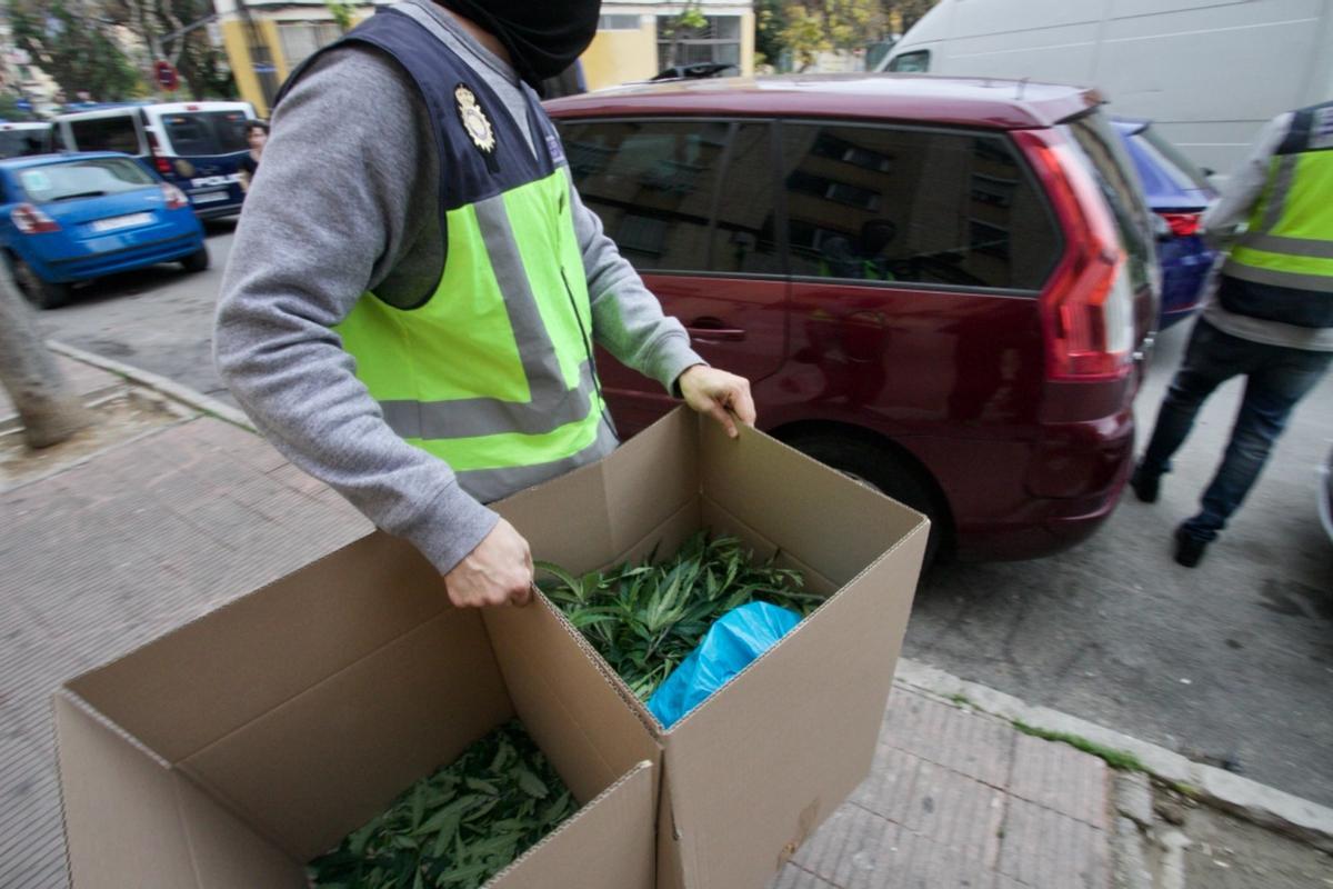 Plantas de marihuana incautadas tras la operación en La Paz.