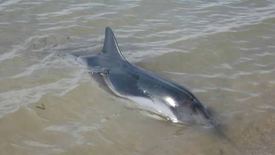 Aparece un delfín varado en la playa de Las Delicias de Águilas