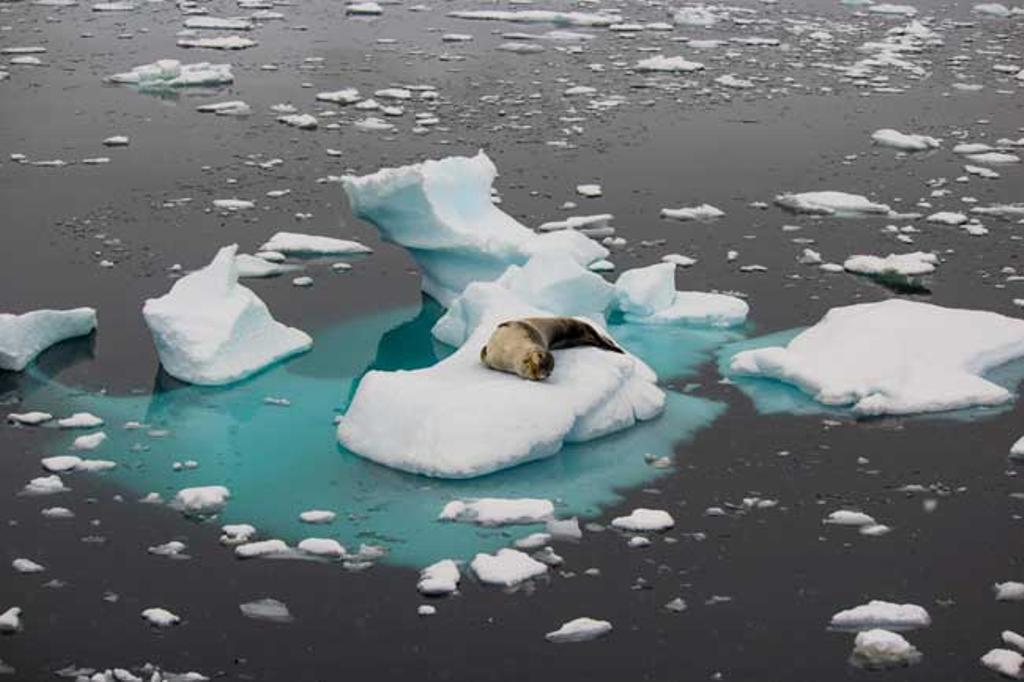 Foca durmiendo entre bloques de hielo en Cuverville Island