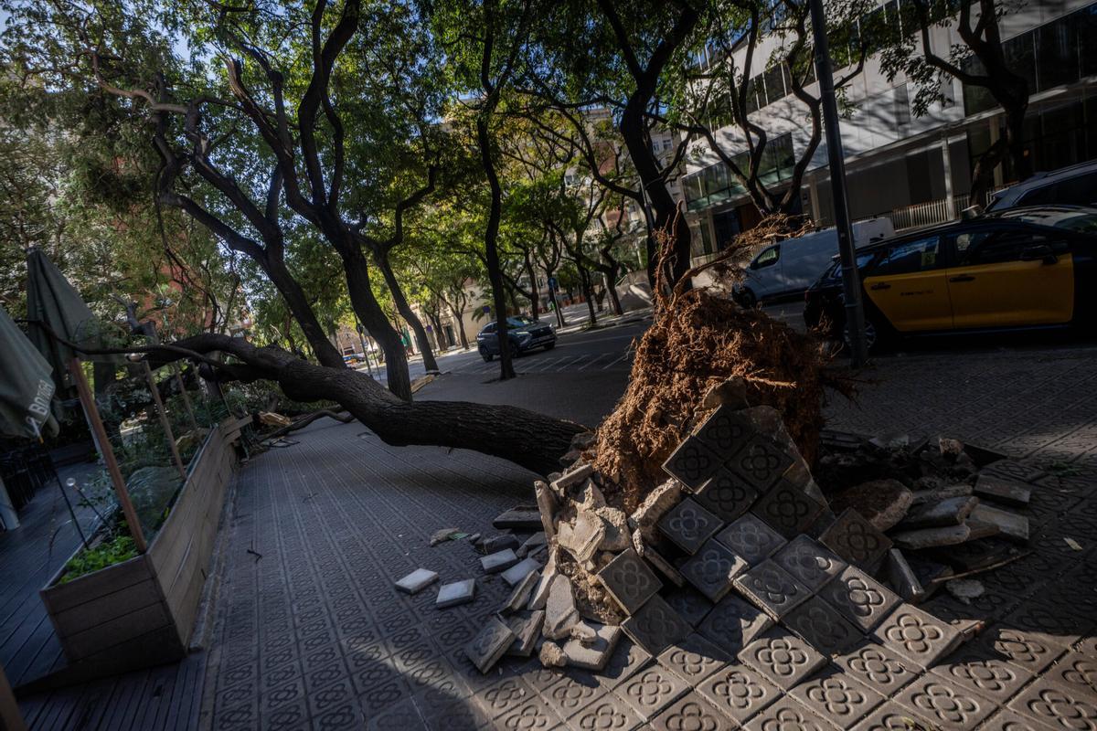 Barcelona 12/02/2026 Sociedad Vendaval en Barcelona. Árboles caídos avenida Pedralbes y zona Diagonal. AUTOR: JORDI OTIX.