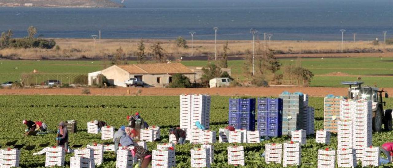 Un grupo de jornaleros trabaja en una finca cercana al Mar Menor. | J. C.