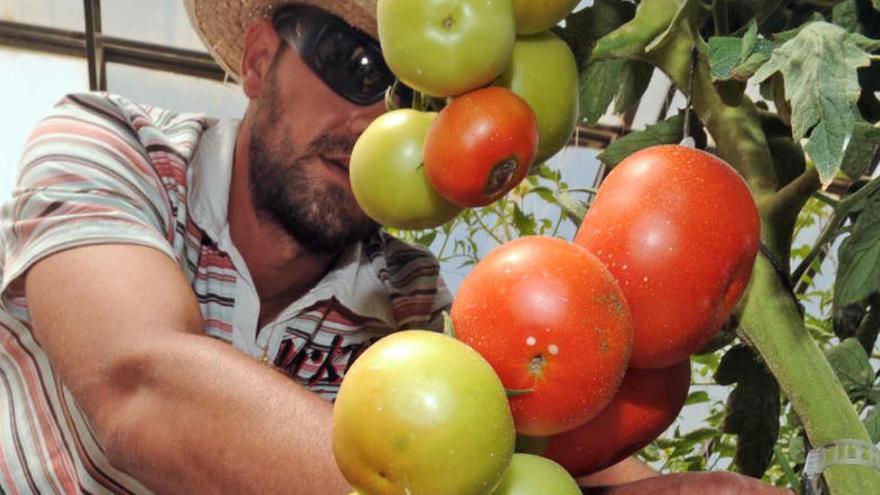Recogida de tomates en una plantación regional.