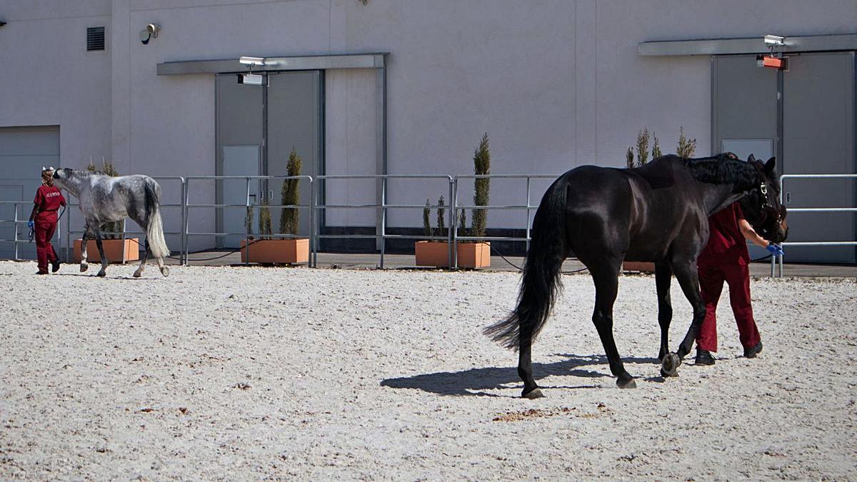 Doce países han suspendido ya  sus torneos por  el virus equino