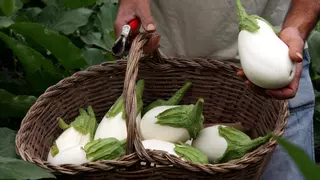 Sant Fruitós de Bages dóna valor a l'albergínia blanca