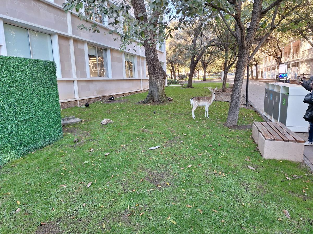 Un venado, en uno de los jardines del campus principal del TEC.