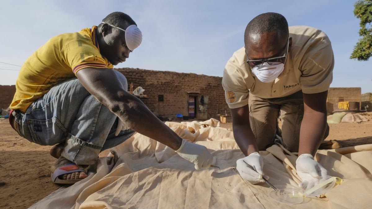 Dos miembros de 'Target Malaria' recaoturan mosquitos enla localidad de Bana, en Burkina Faso.