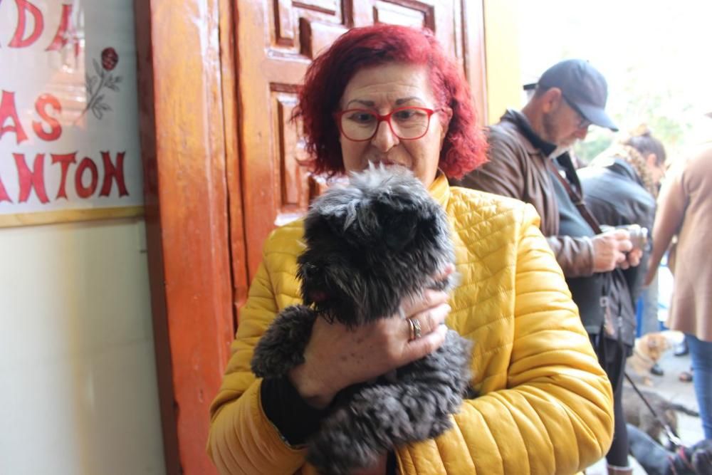 Bendición de los animales en la Ermita de San Antón