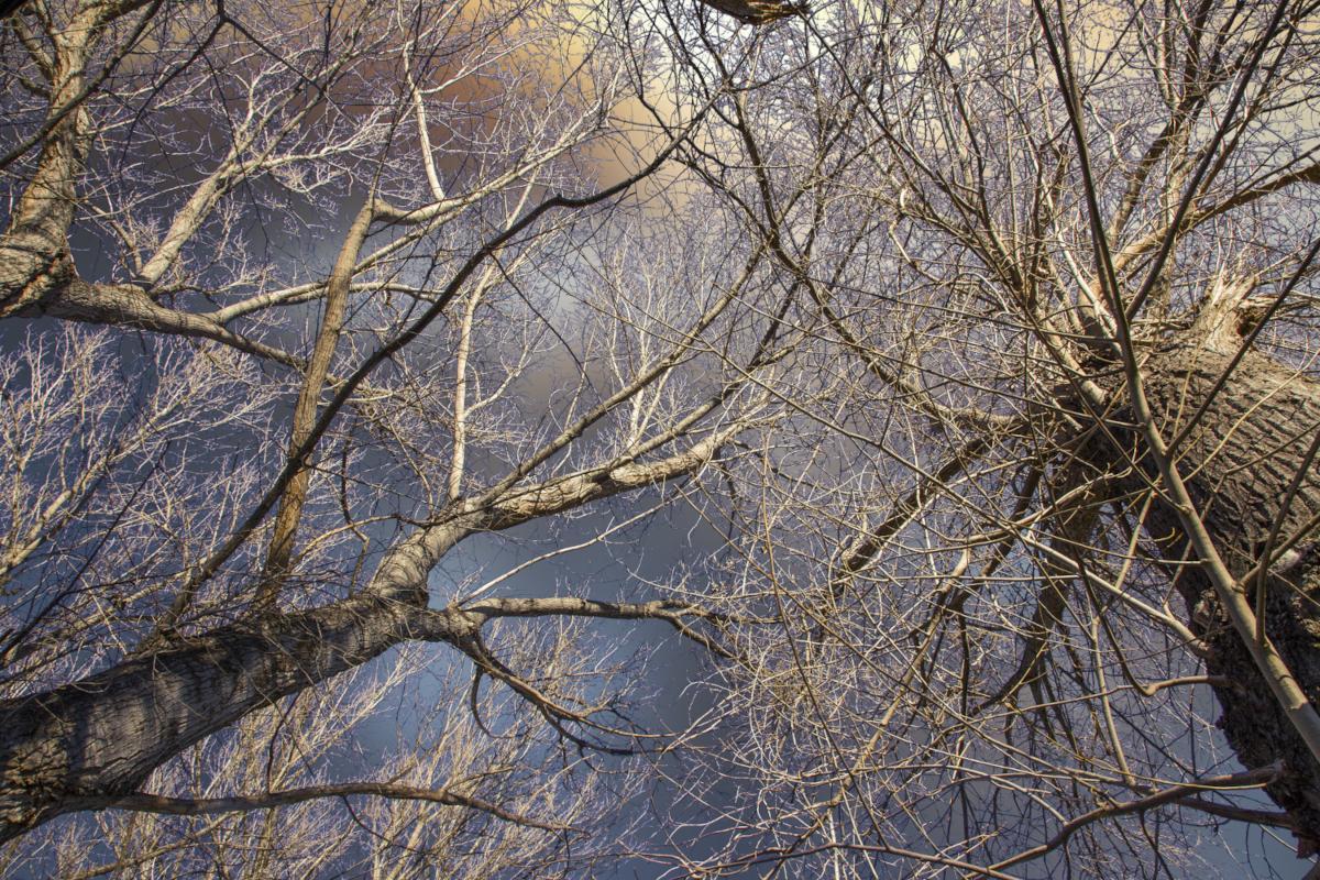 Zona arbolada de Geldo, en el Alto Palancia.
