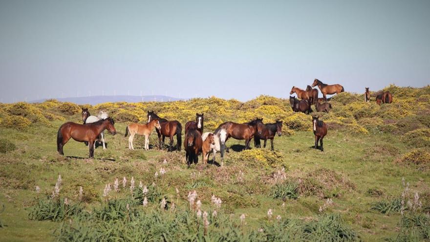 Caballos de las manadas de O Santo, de Sabucedo, en el monte Cádavo