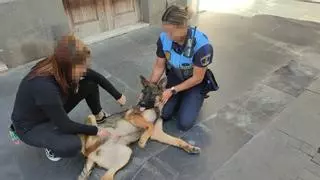 Encuentran a un perro perdido y “extremadamente mimoso” en Las Palmas de Gran Canaria